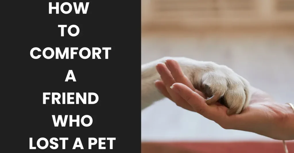 How To Comfort A Friend Who Lost A Pet
