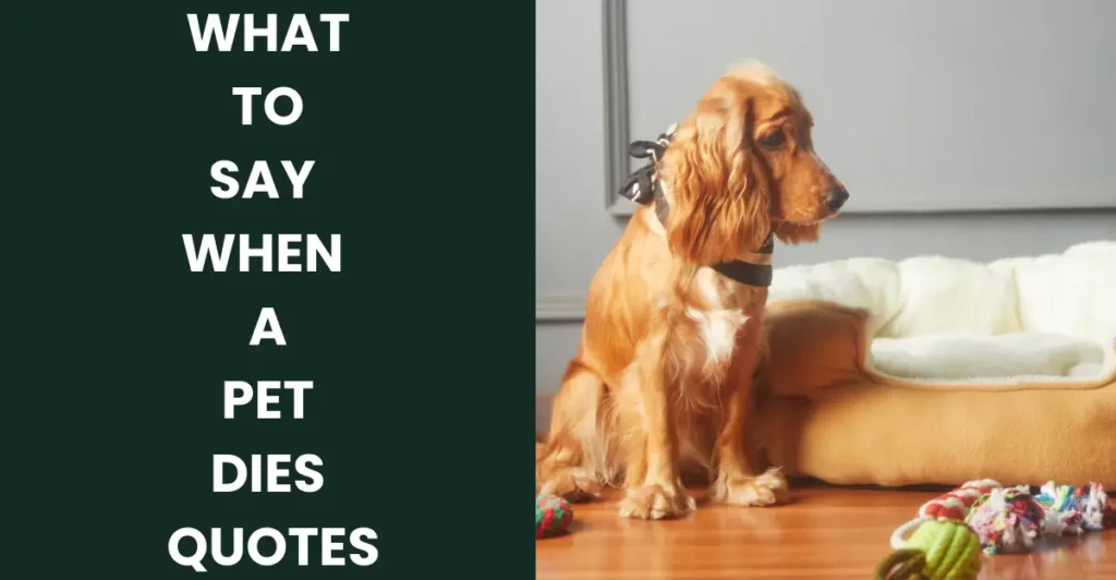 What To Say When A Pet Dies Quotes